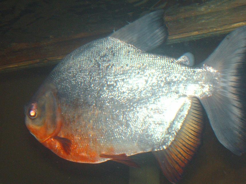 Rated #1648: Freshwater Fish - Piaractus Brachypomum - Red Belly Pacu Stocking In 125 Gallons Tank - pacu loves his peanuts and corn