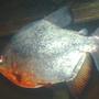 freshwater fish - piaractus brachypomum - red belly pacu stocking in 125 gallons tank - pacu loves his peanuts and corn