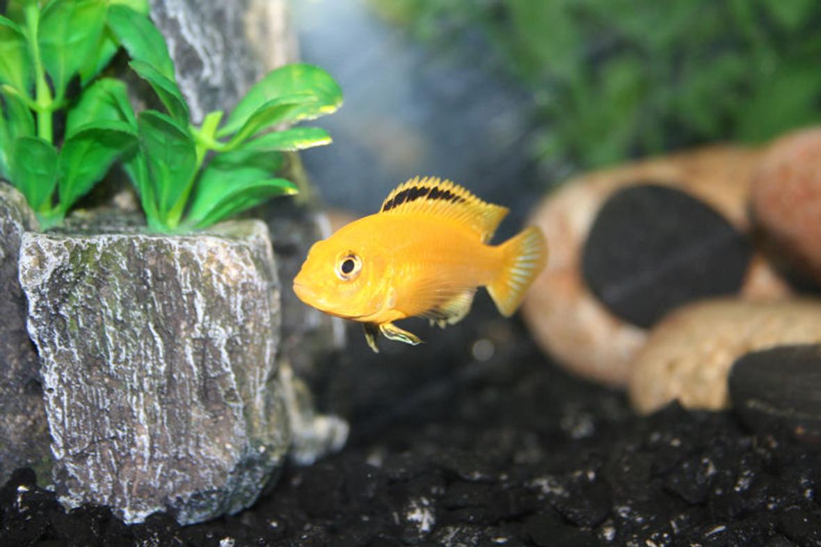 freshwater fish - labidochromis caeruleus - electric yellow cichlid stocking in 29 gallons tank - Electric yellow cichlid