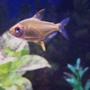 freshwater fish - hyphessobrycon pulchripinnis - lemon tetra stocking in 29 gallons tank - Lemon Tetra getting ready for feeding time.