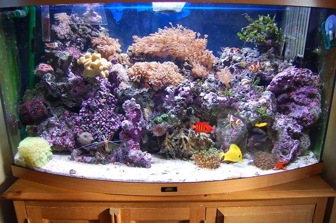 40 gallons reef tank (mostly live coral and fish) - Jewel Vision 180 Bow Fronted. 3ft wide by 16 inches deep & 22 inches high. 1 external Eheim professional filter with activated carbon & rowaphos in it. x2 Hydor powerheads, 45Kg Live rock, Live sand as substrate. Deltec MCE300 Protein Skimmer. TMC UV sterilizer, Eco Aqualizer, 200W heater, Aquamedic 150W metal Halide lighting unit suspended over my tank & 2 strips of blue LED lights attached to my aquamedic unit as my actinics night viewing.Certizon ozonizer connect to an ORP controller