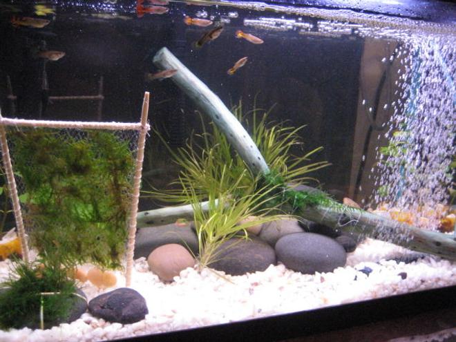 10 gallons freshwater fish tank (mostly fish and non-living decorations) - My first 10 gallon tank. Amano moss, amano shrimp, 10 guppies, 3 neon tetras. That wooden frame thing is to create a mini moss wall.