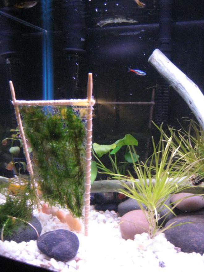 10 gallons planted tank (mostly live plants and fish) - another picture of my tank