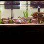 55 gallons freshwater fish tank (mostly fish and non-living decorations) - More Rockwork