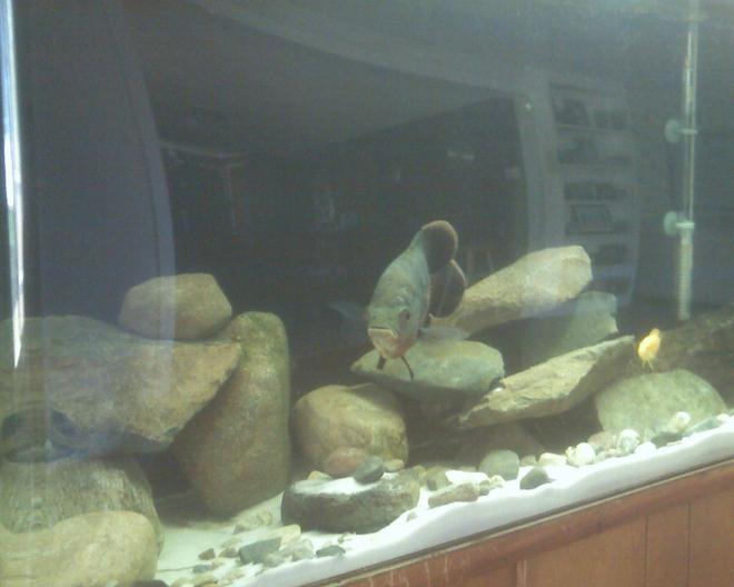 freshwater fish - astronotus ocellatus - red oscar stocking in 55 gallons tank - My oscar