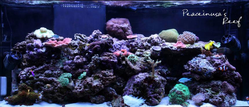 Rated #62: 75 Gallons Reef Tank - PeaceinUSA's Reef Tank