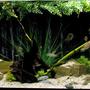 135 gallons freshwater fish tank (mostly fish and non-living decorations) - 135 gallon malawi