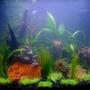 12 gallons planted tank (mostly live plants and fish) - 12 Gallon Nano Delux Picture taken 1 hour after set up