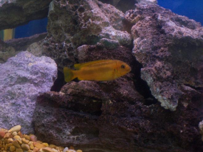 freshwater fish - pseudotropheus estherae - red zebra cichlid stocking in 55 gallons tank - another of my red zebra