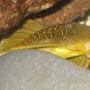 freshwater fish - baryancistrus demantoides - green phantom pleco stocking in 75 gallons tank - L200 Pleco "Green Phantom"