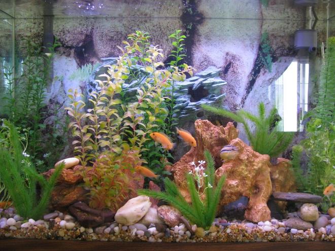 38 gallons planted tank (mostly live plants and fish) - This was designed as a safe haven for our cichlids.  Plenty of caves, hiding places and plants for escape!