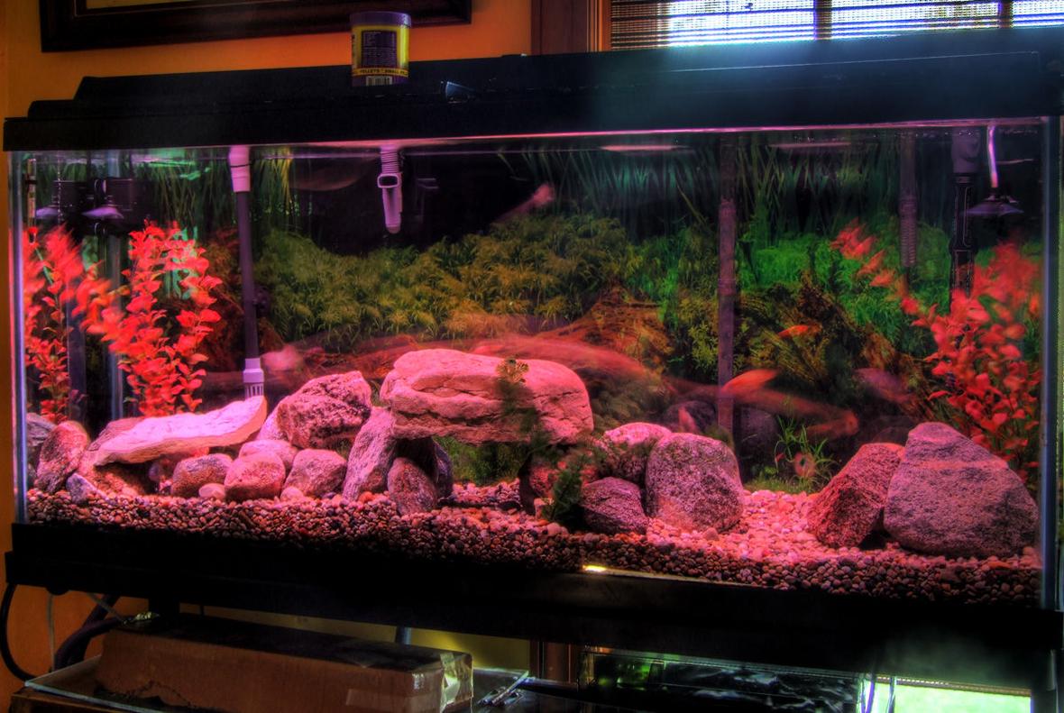 55 gallons freshwater fish tank (mostly fish and non-living decorations) - African Cichlid
