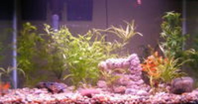 29 gallons planted tank (mostly live plants and fish) - Fish tank with 4 live plants and 3 fake plants.  Rocks from northern Michigan.  Arch purchased at fish store.