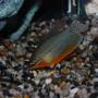 freshwater fish - trichogaster leeri - pearl gourami stocking in 29 gallons tank - Pearl Gourami