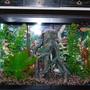 29 gallons planted tank (mostly live plants and fish) - Beter view of tank