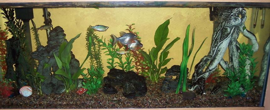 Rated #1903: 55 Gallons Planted Tank - This is my 55 gal. in the family room I have 2 red bellied Pacus (yes I know how big they get), a few giant danios, a pleco and a 1 spotted and 1 striped Raphael who I have had for 13+ years and live in the cave in the middle of the tank.