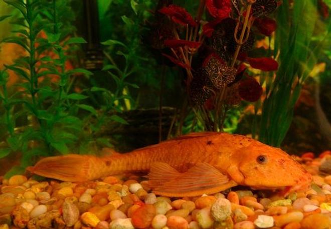 freshwater fish - glyptoperichthys gibbiceps - sailfin pleco (l-83) stocking in 50 gallons tank - Toki Wartooth the 12" Albino Sailfin Pleco