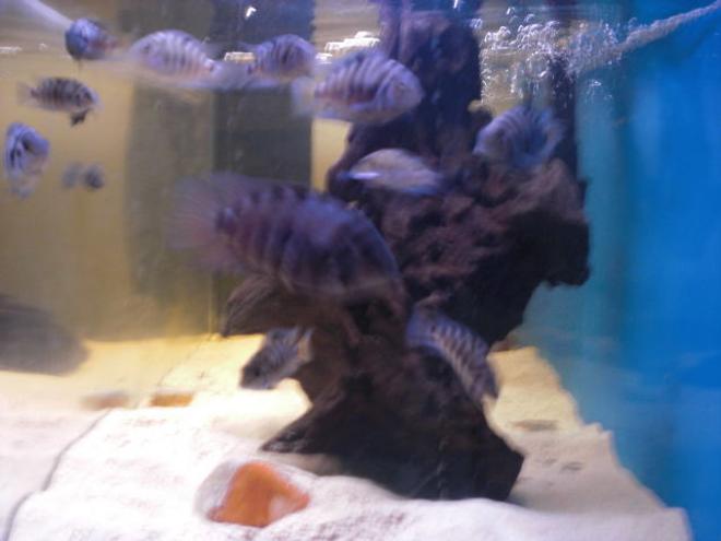 freshwater fish - archocentrus nigrofasciatus - convict cichlid stocking in 80 gallons tank - Zebra Up Close