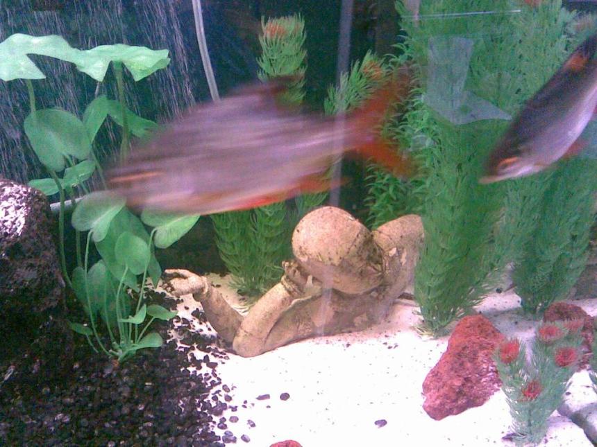 Rated #2483: Freshwater Fish - Barbus Schwanefeldi - Tinfoil Red Tail Barb Stocking In 125 Gallons Tank - Tinfoil Barb