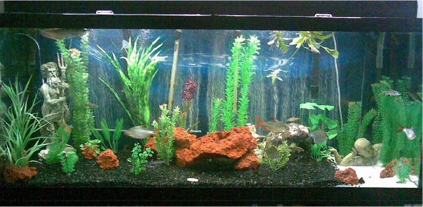 Rated #1907: 125 Gallons Freshwater Fish Tank - 125g tank