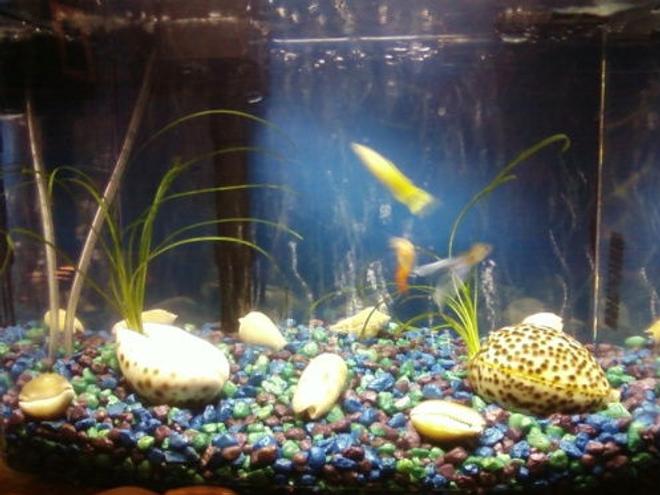 3 gallons freshwater fish tank (mostly fish and non-living decorations) - My 3-gal tank :)