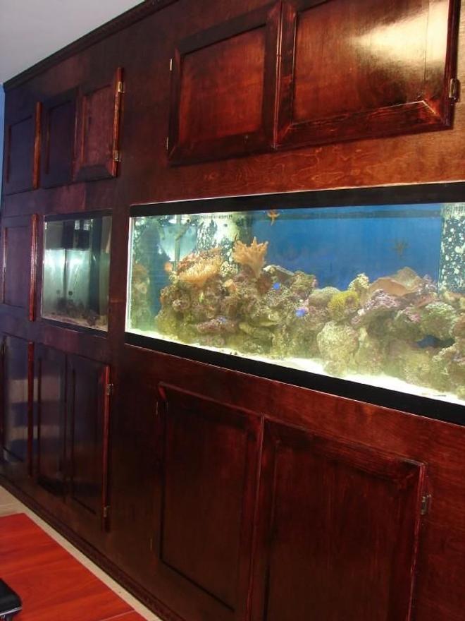 125 gallons reef tank (mostly live coral and fish) - Home office 125 Gallon Reef tank.