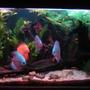 113 gallons planted tank (mostly live plants and fish) - Dark shot of my discus tank