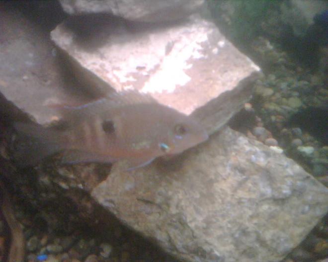 freshwater fish - thorichthys meeki - firemouth cichlid stocking in 65 gallons tank - This is the smallest cichlid of the tank, the firemouth cichlid.  This picture does him or her no justice, you cant even see the bright red on the gils, bout 2 1/2 inches, bout 7 months old. A few months younger than the other cichlids.