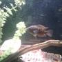 freshwater fish - thorichthys meeki - firemouth cichlid stocking in 65 gallons tank - Young Jack.