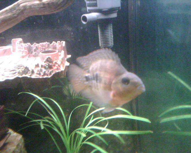 freshwater fish - heros severus x amphilophus citrinellum - blood parrot stocking in 65 gallons tank - Young Blood Parot.