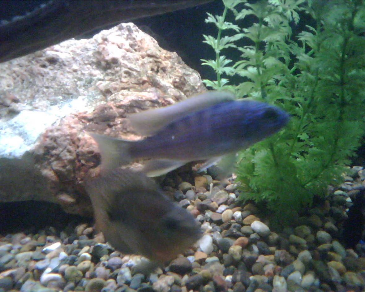 freshwater fish - sciaenochromis ahli - electric blue cichlid stocking in 65 gallons tank - Young Ahli