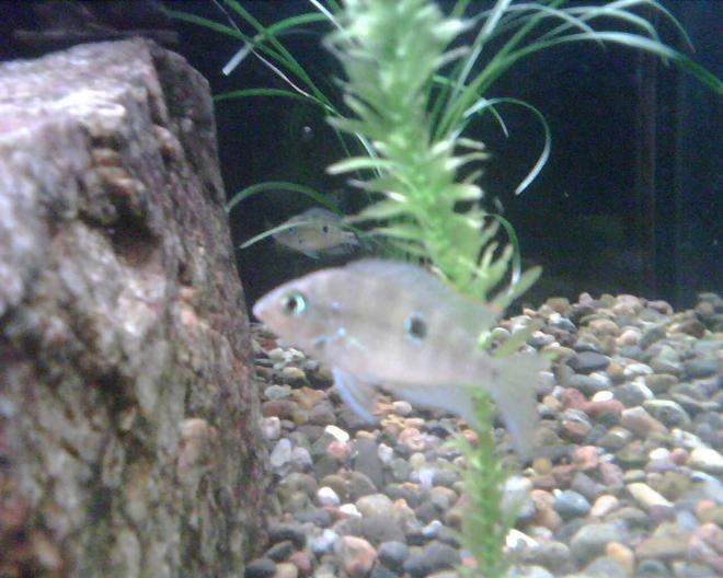 freshwater fish - thorichthys meeki - firemouth cichlid stocking in 65 gallons tank - Young Firemouth