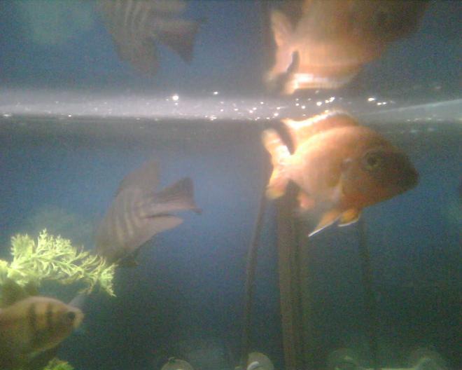 freshwater fish - aulonocara nyassae - blue peacock cichlid stocking in 65 gallons tank - Nice pic of the Skirted Fish, the Blood Parot and the peacock.