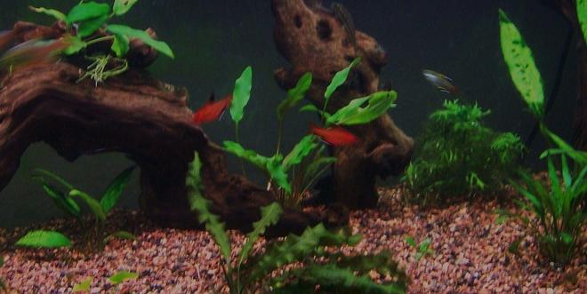 75 gallons freshwater fish tank (mostly fish and non-living decorations) - close up