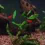 75 gallons freshwater fish tank (mostly fish and non-living decorations) - close up