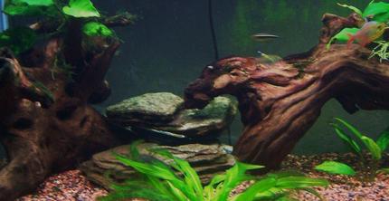 75 gallons planted tank (mostly live plants and fish) - close up