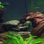 75 gallons planted tank (mostly live plants and fish) - close up