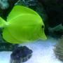 saltwater fish - zebrasoma flavescens - yellow tang - hawaii stocking in 56 gallons tank - Yellow Tang