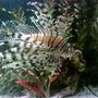 saltwater fish - pterois volitans - volitan lionfish stocking in 56 gallons tank - Lionfish