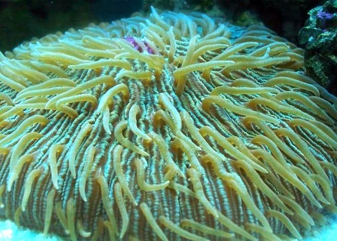 corals inverts - fungia repanda - plate coral, neon green - short tentacle stocking in 56 gallons tank - Plate Coral