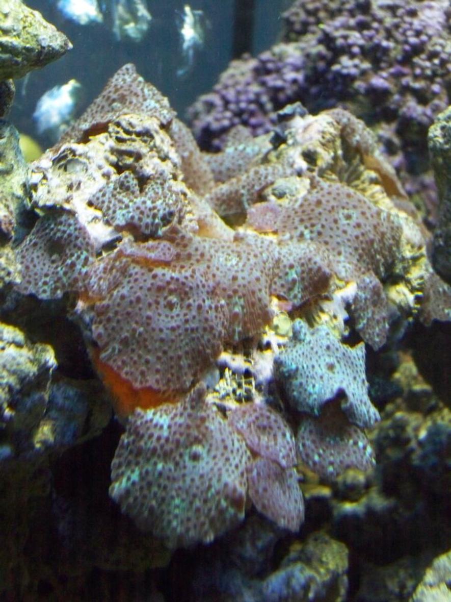 corals inverts - actinodiscus sp. - mushroom stocking in 56 gallons tank - Mushrooms