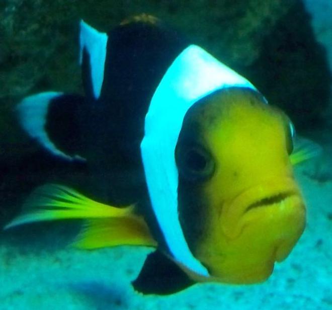 saltwater fish - amphiprion percula - true percula clownfish stocking in 56 gallons tank - Clown 02