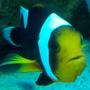 saltwater fish - amphiprion percula - true percula clownfish stocking in 56 gallons tank - Clown 02