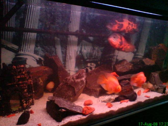 66 gallons freshwater fish tank (mostly fish and non-living decorations) - wiwi tank new look! Changed view and my kidz is now biggger!