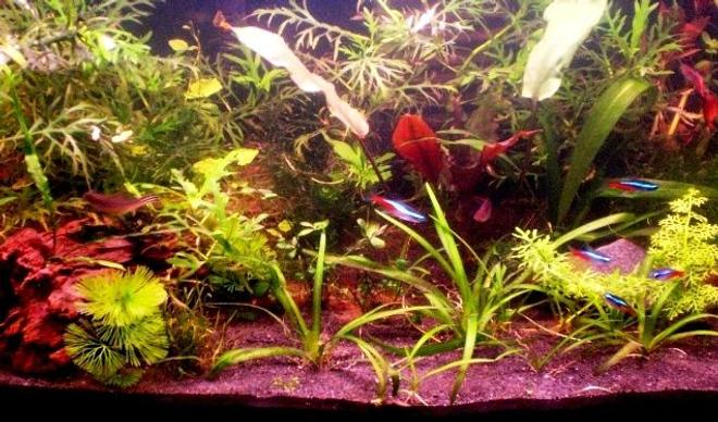 10 gallons planted tank (mostly live plants and fish) - 10 gallon tank