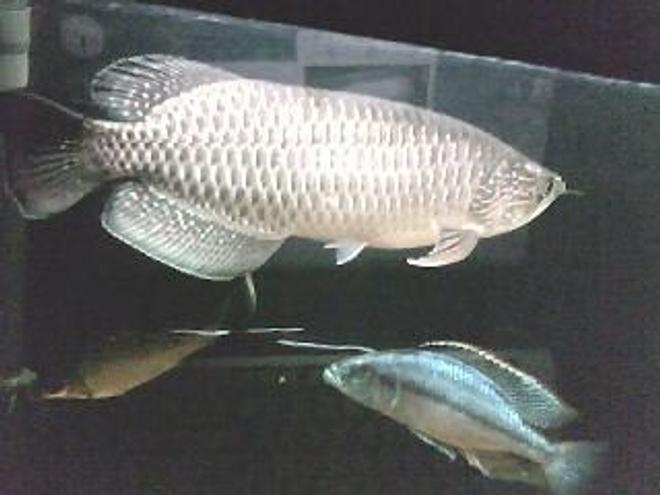 150 gallons freshwater fish tank (mostly fish and non-living decorations) - Jardini..