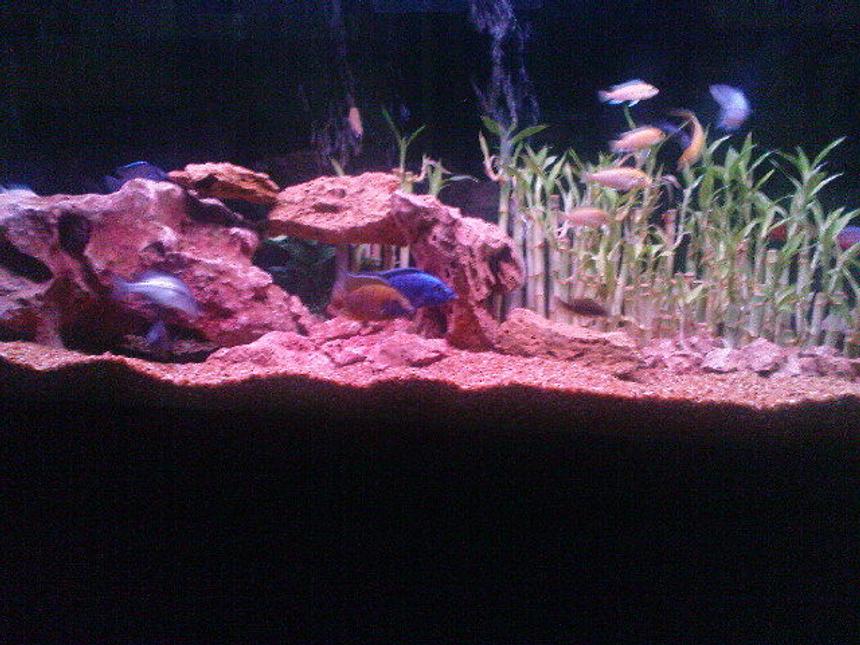 Rated #1711: 160 Gallons Freshwater Fish Tank - Electric blue  Cichlid   peacock Cichlid frontosa Cichlid Electric Yellow Cichlid Demasoni Cichlid Snow White Cichlid Red lifali jewel Cichlid & Other
FILTRATION :2 Power Filters , Four Noses air Filter, 2 Gallons external Filter  Temperature in winter 300 watt 2 heaters Temperature in Samar 12 inch air fan 30%  change water every 2 weeks to be healthy and happy Fishes.