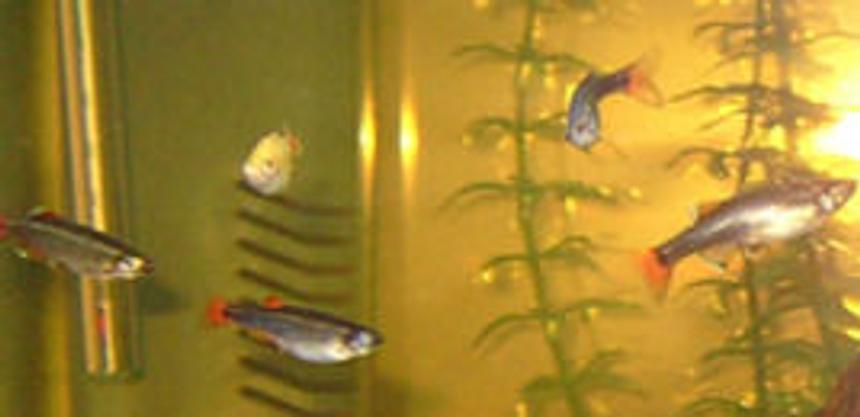 Rated #4328: Freshwater Fish Tank - good