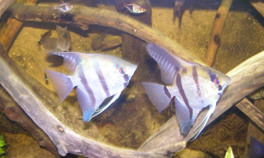 Rated #1812: Freshwater Fish - Pterophyllum Sp. - Silver Zebra Angel Stocking In 52 Gallons Tank - angel fish pair
amazon tank