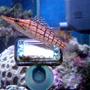 saltwater fish - oxycirrhites typus - longnose hawkfish stocking in 185 gallons tank - update